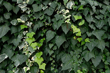 Image showing ivy