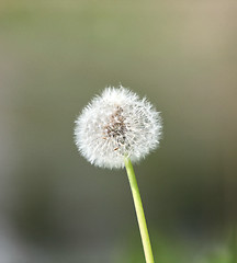 Image showing one big fluffy dandelion