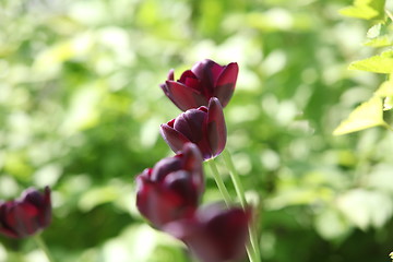 Image showing bright burgundy  tulips