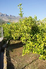 Image showing Irrigation ditch in citrus plantation