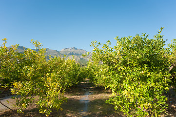 Image showing Irrigating a lemon plantation