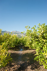 Image showing Watering a citrus plantation