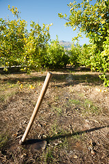 Image showing Traditional agriculture