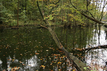 Image showing autumn forest