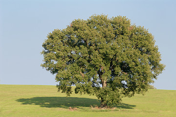 Image showing Oak Tree