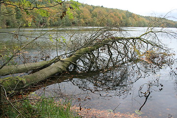 Image showing autumn forest