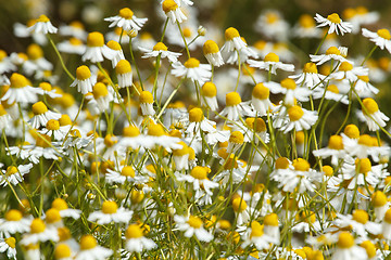 Image showing Chamomile flowers on a meadow