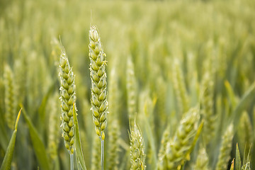 Image showing detail of organic green grains