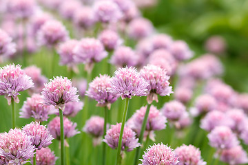 Image showing Allium Schoenoprasum known as Chives