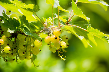 Image showing green currants green currants with shallow focus