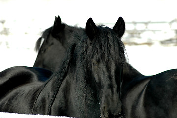 Image showing Friesian Ying-yang