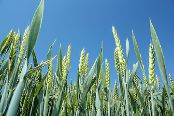 Image showing detail of organic green grains against blue sky