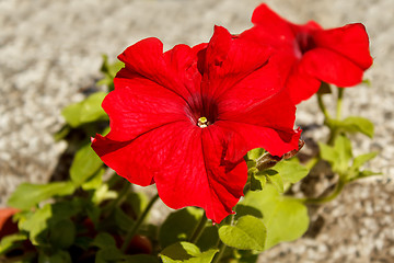 Image showing Red flower Petunia Surfinia Vein