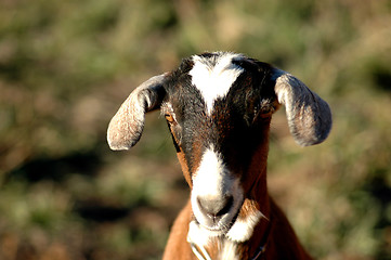 Image showing nubian kid goat