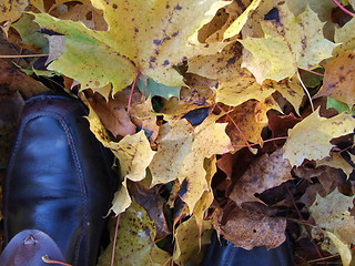 Image showing Walk among autumn leaves