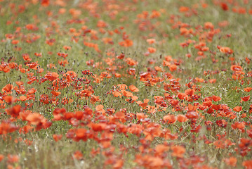 Image showing Poppies field