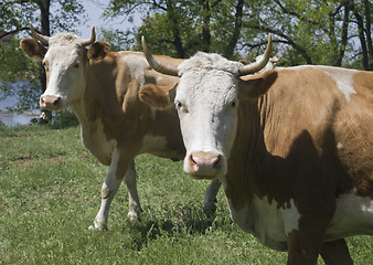 Image showing Two cows in a forest