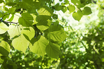 Image showing Linden tree