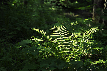 Image showing Fern in a dark forest