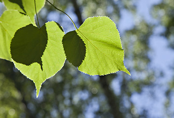 Image showing Linden tree