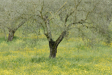 Image showing Olive tree