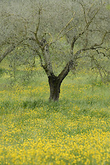 Image showing Olive tree and flowers