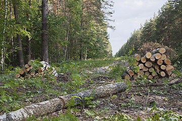 Image showing Clearing in a forest