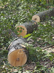 Image showing Sawed down tree