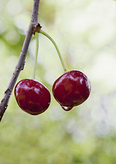 Image showing Cherries on a tree