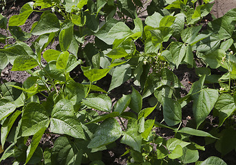 Image showing Sprouts of kidney beans