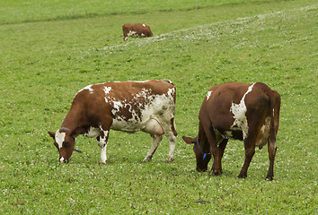 Image showing Cow