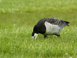 Image showing Barnacle goose