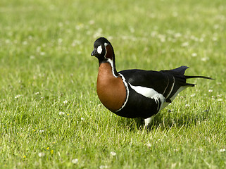 Image showing Red-breasted goose 