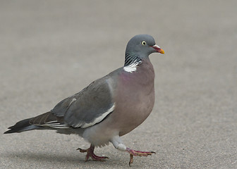 Image showing WoodPigeon 