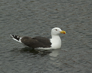 Image showing Great Black-backed gull