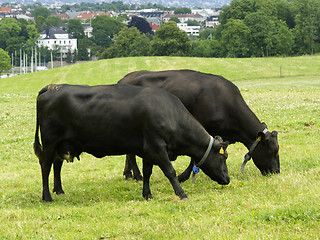 Image showing Cow