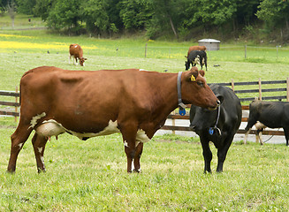 Image showing Cow