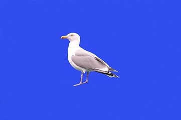 Image showing Sea gull upon blue background