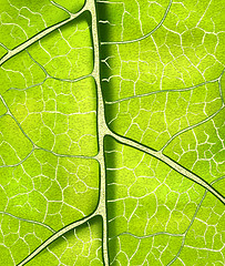 Image showing bright fresh green leaf vector background