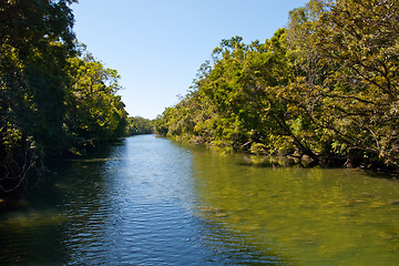 Image showing Daintree National Park, Australia