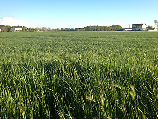 Image showing Crop Field in Tuscany