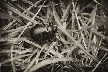 Image showing Cockroach in the Grass