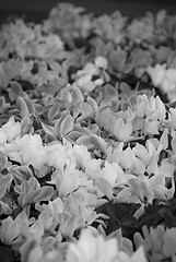 Image showing Flowers in a Sydney Garden