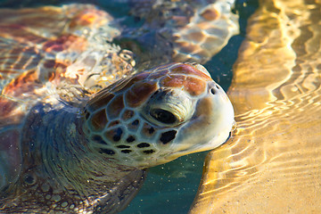 Image showing Sea Turtle Eyes and Face