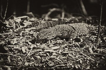 Image showing Monitor Lizard in the Whitsundays