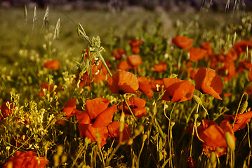 Image showing Field of Poppies in Tuscany