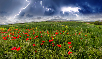 Image showing Field of Corn Poppy Flowers Papaver in Spring 