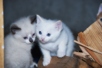 Image showing Little Cats in the Tuscan Countryside