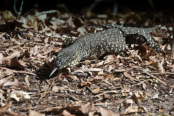 Image showing Monitor Lizard in the Whitsundays