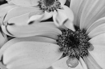 Image showing Macro of Flowers in Tuscany, Italy